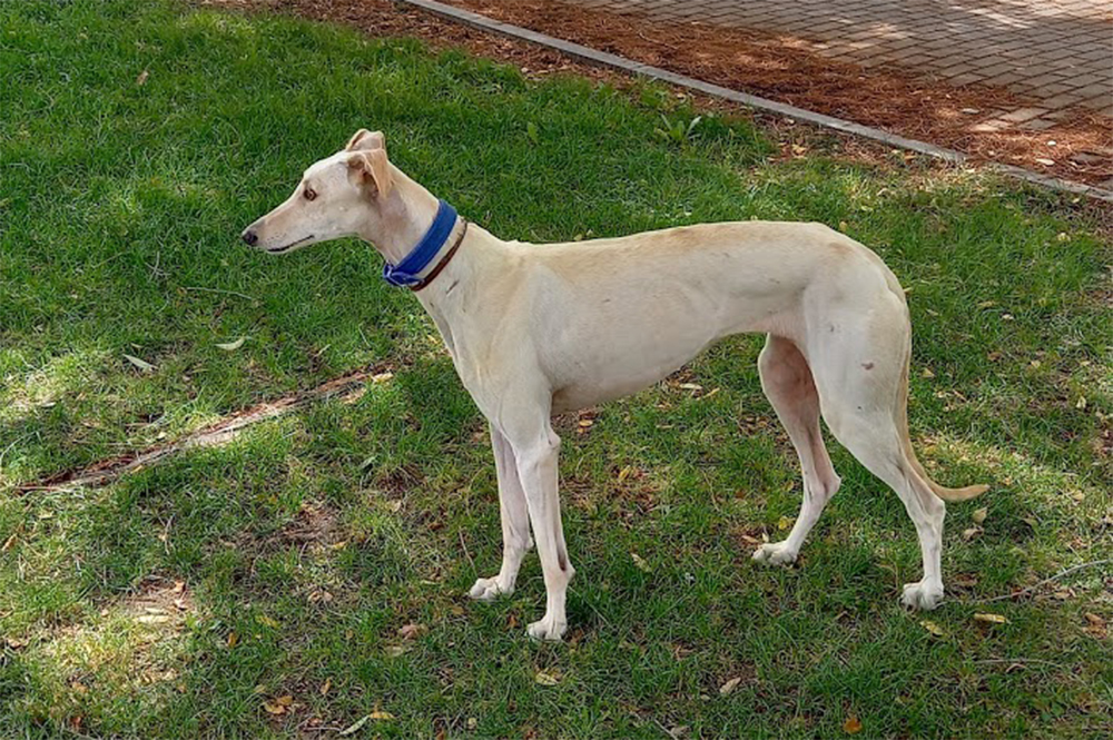 Perro perdido GALGO ESPAÑOL en getafe (Madrid)