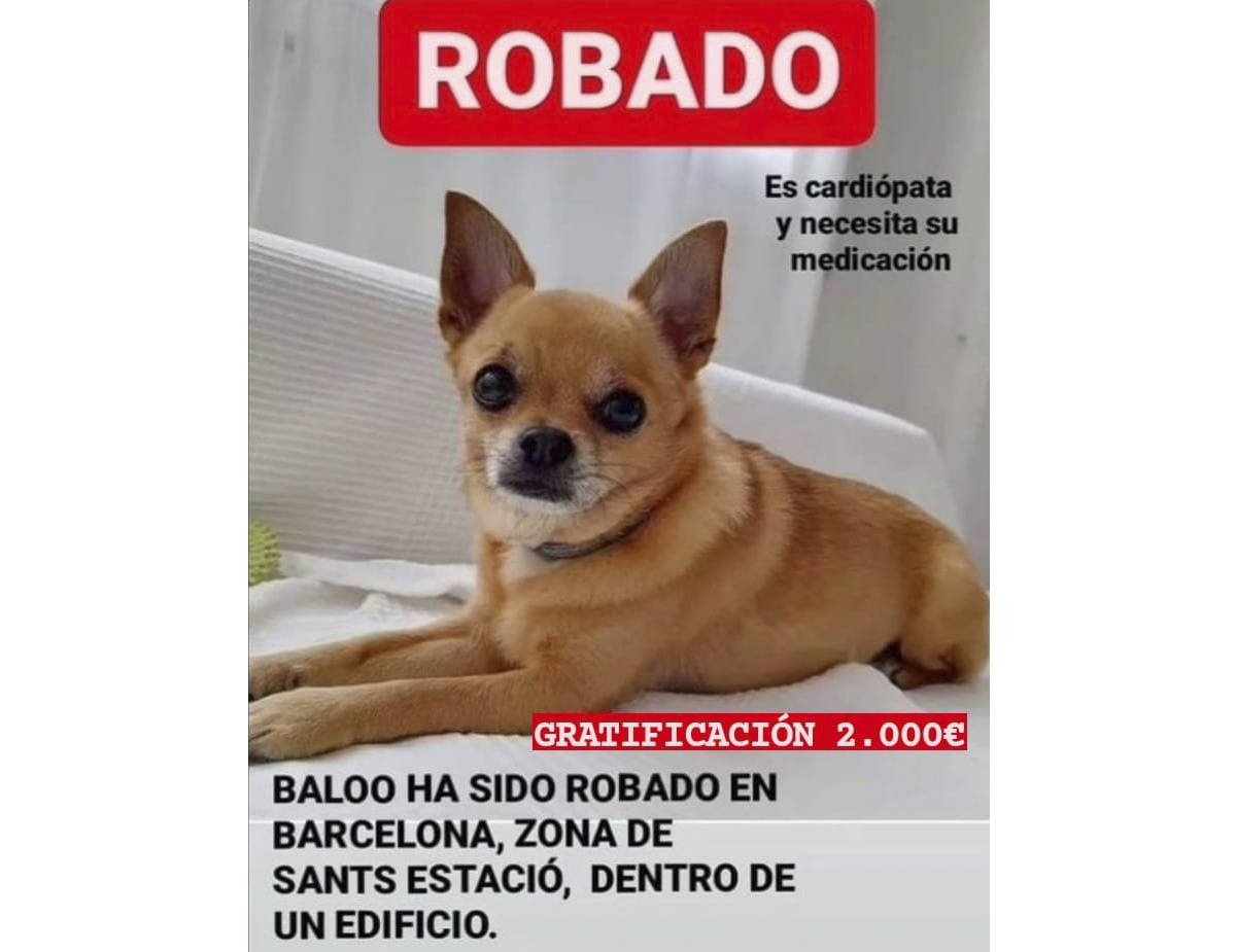 Perro perdido CHIHUAHUEÑO en Barcelona Sants (Barcelona)