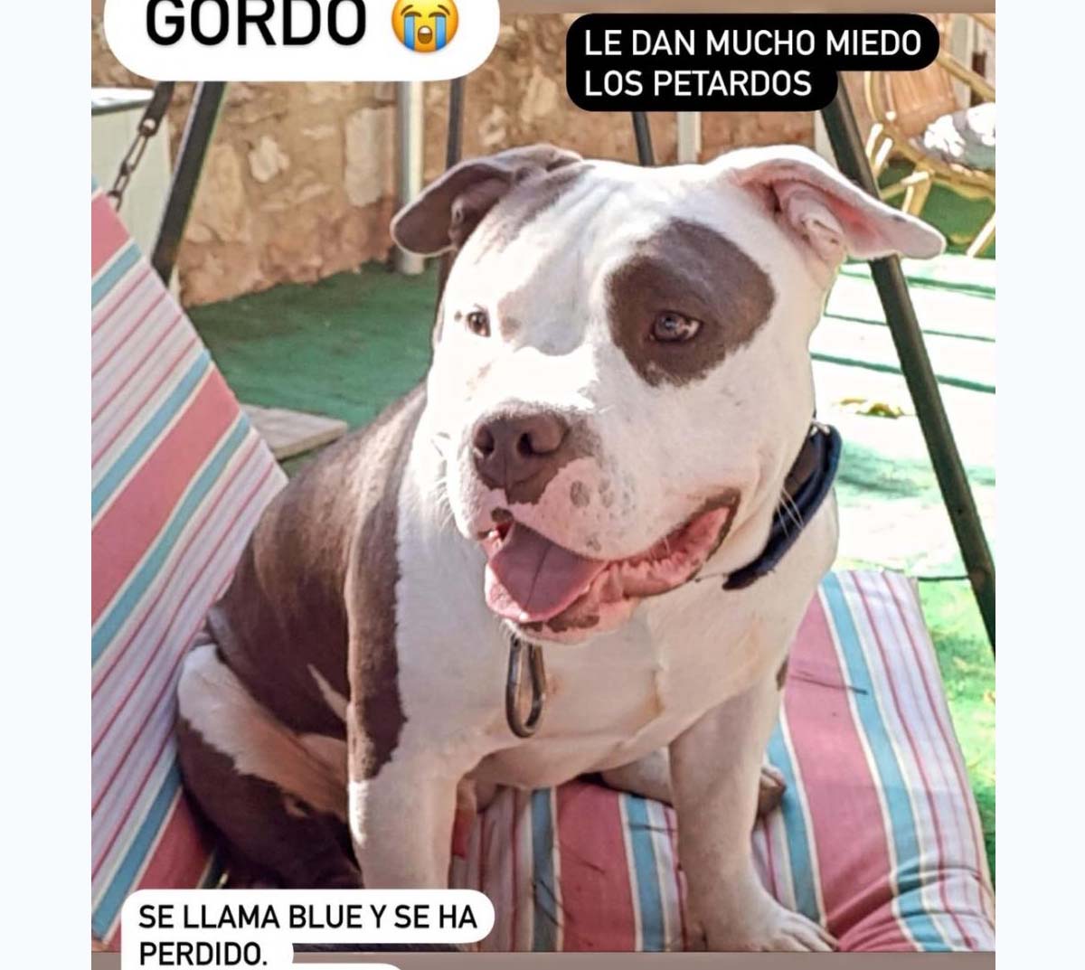Perro perdido BULLDOG FRANCÉS en Puebla de Vallbona (Valencia)