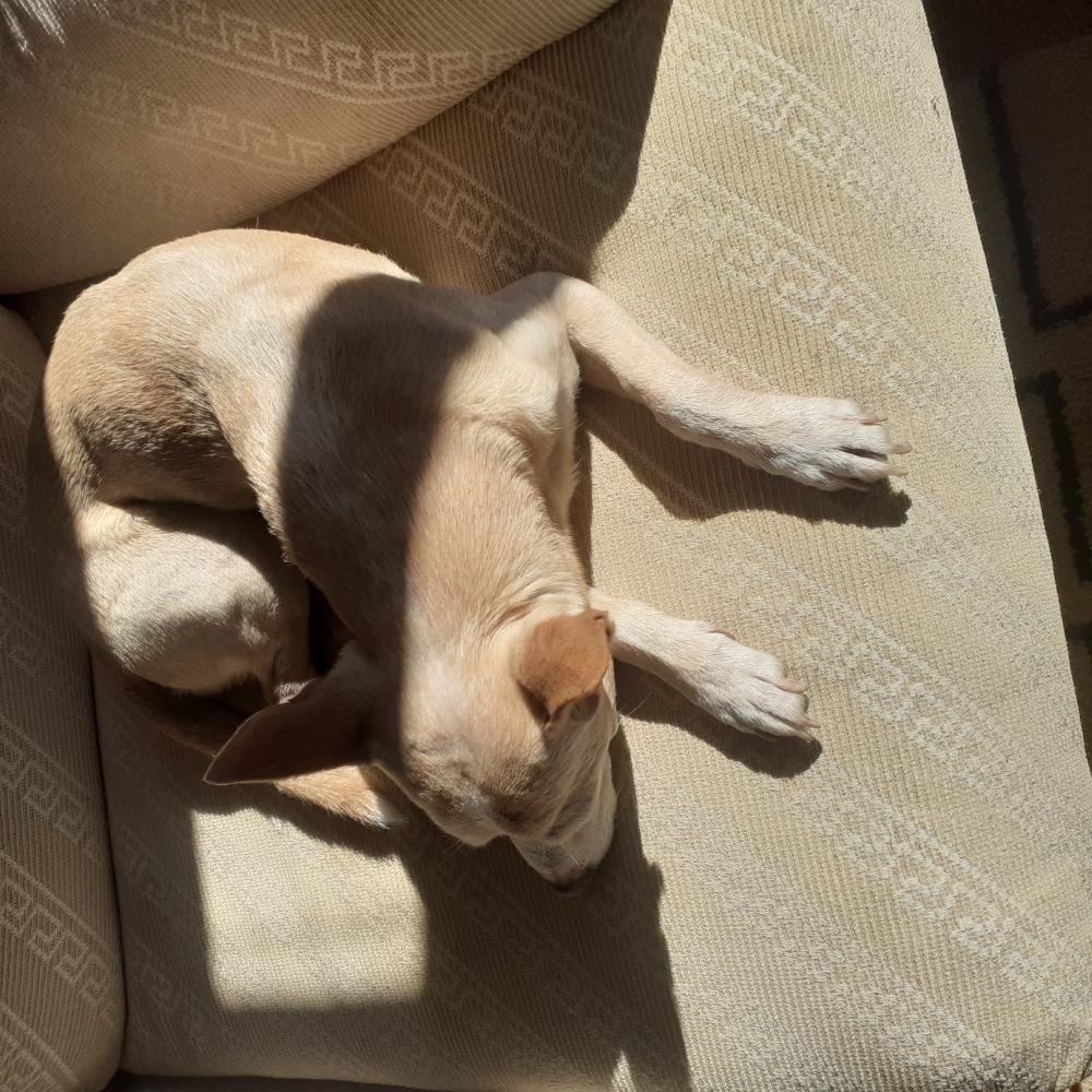Perro encontrado MESTIZO - DESCONOZCO LA RAZA en Valencia Valencia Blasco Ibáñez  (Valencia)