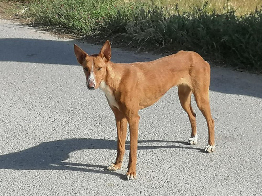 Perro encontrado PODENCO IBICENCO en Manises (Valencia)
