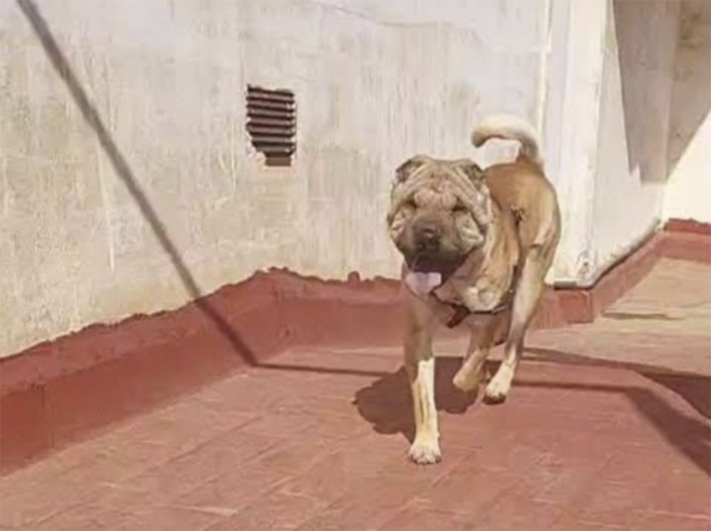 Perro perdido SHAR PEI en Sagunto (Valencia)