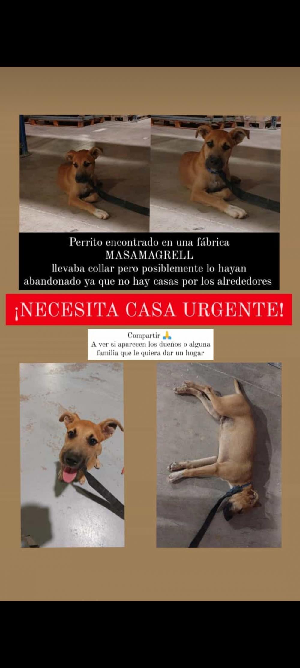 Perro encontrado MESTIZO - DESCONOZCO LA RAZA en Masamagrell (Valencia)