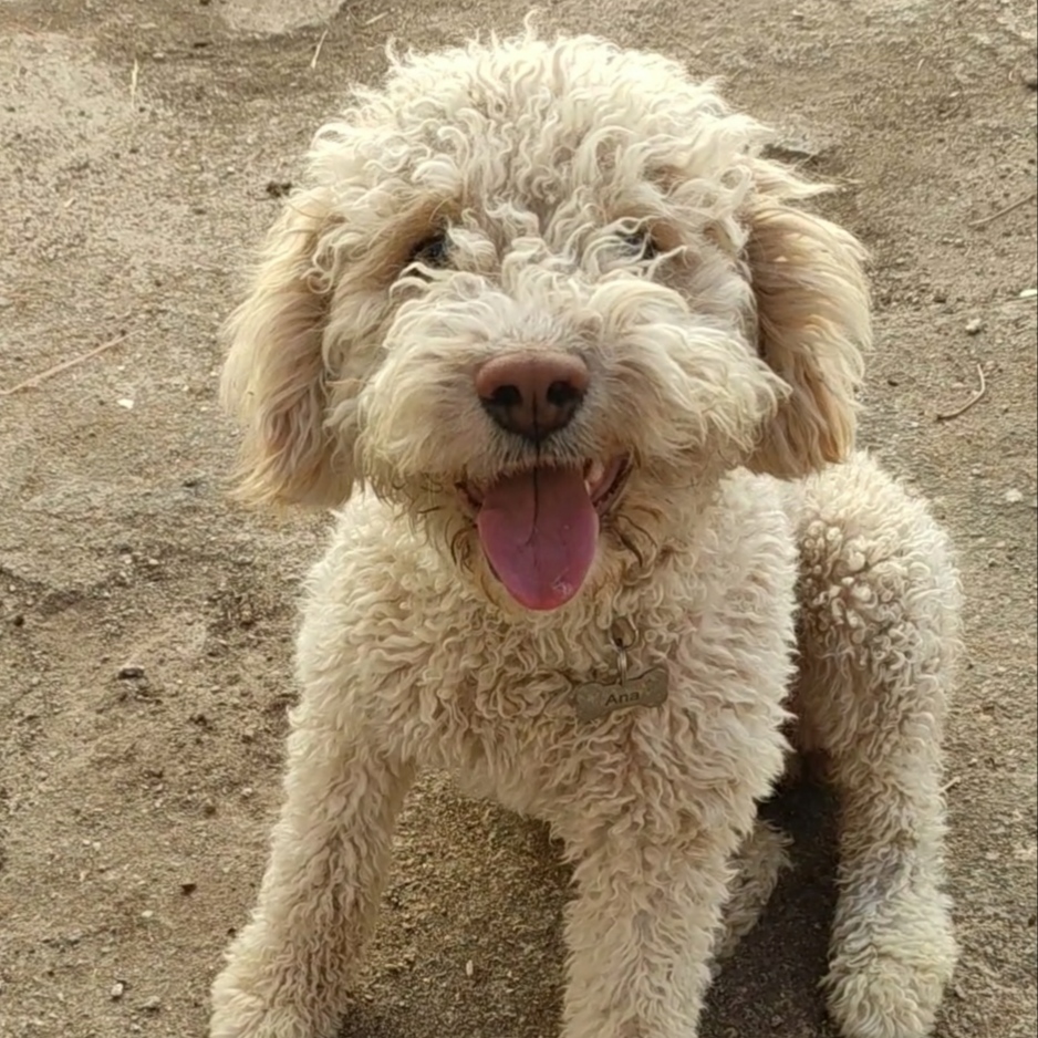 Perro perdido PERRO DE AGUA ESPAÑOL en Guadalcanal (Sevilla)