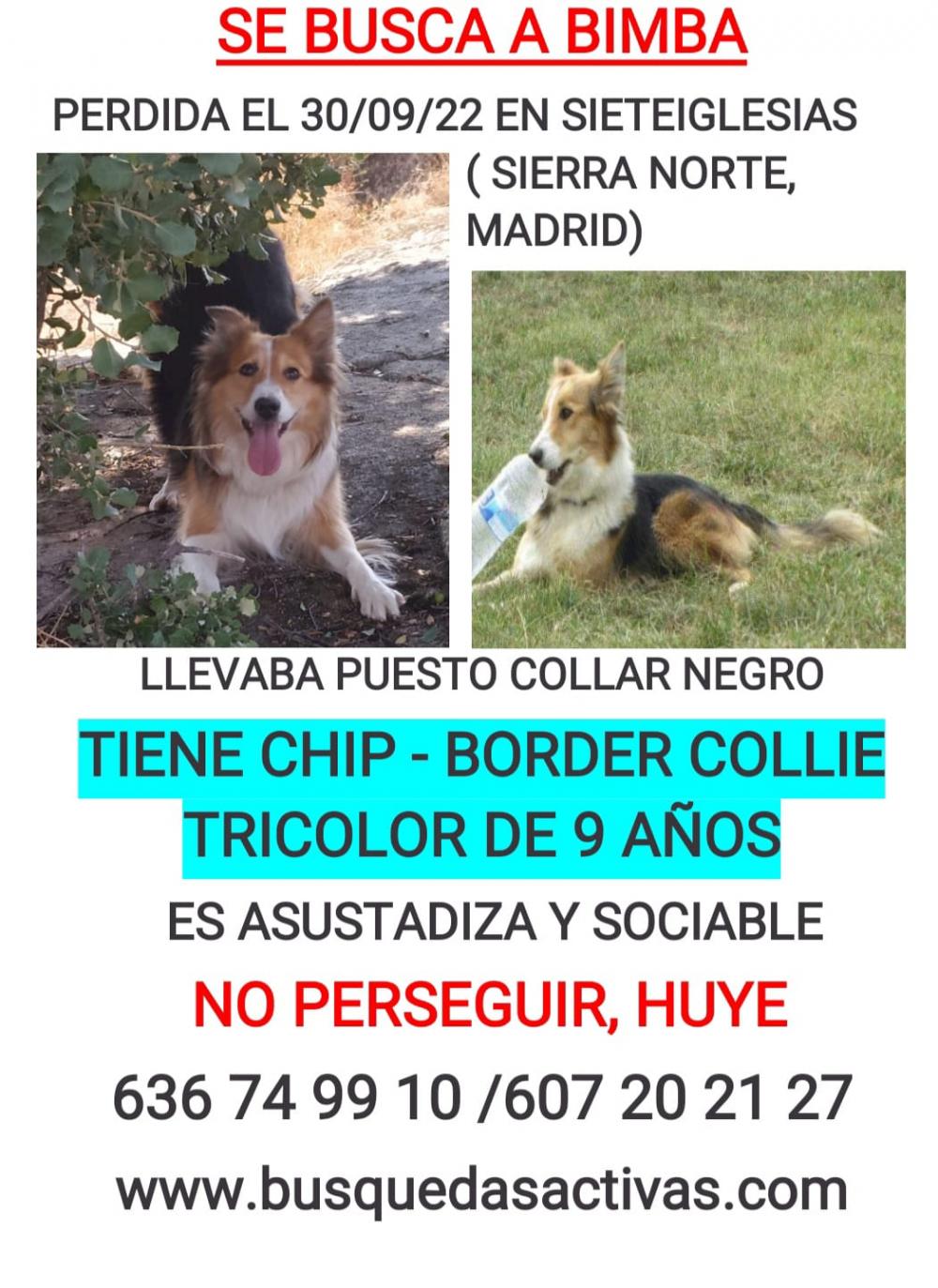 Perro perdido BORDER COLLIE en Sieteiglesias (Madrid)