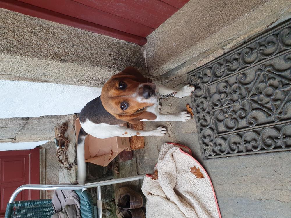 Perro encontrado BEAGLE en Pontedeume - Campolongo (La Coruña)