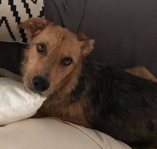 Perro perdido MESTIZO - DESCONOZCO LA RAZA en Jávea (Alicante)