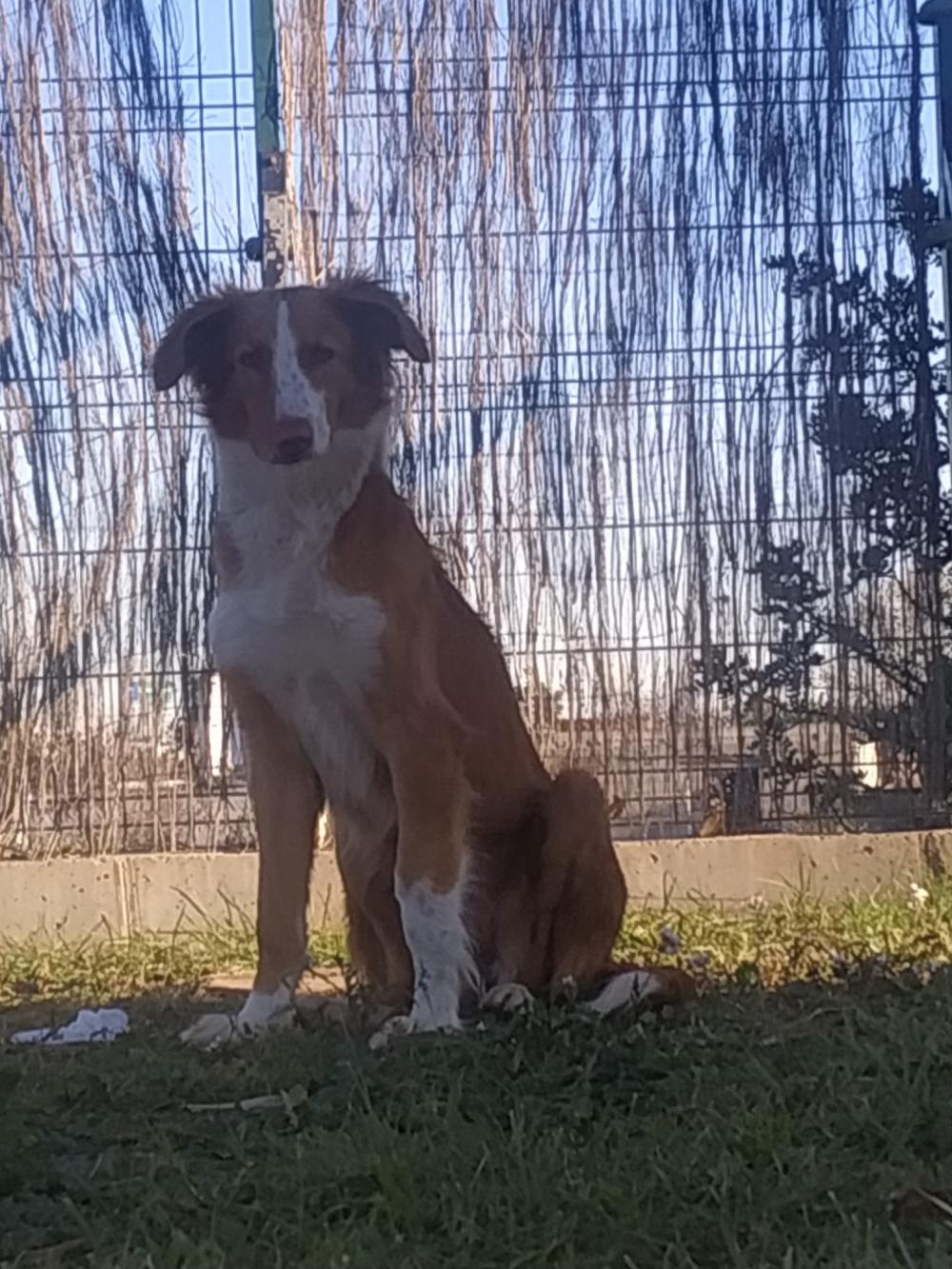Perro encontrado MESTIZO - DESCONOZCO LA RAZA en Paterna (Valencia)