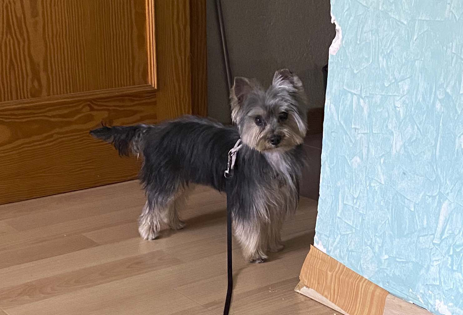 Perro perdido YORKSHIRE TERRIER en Alcantarilla (Murcia)