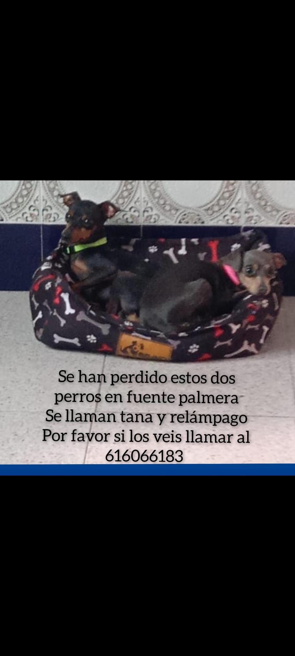 Perro perdido PINSCHER MINIATURA en Fuente palmera (Córdoba)