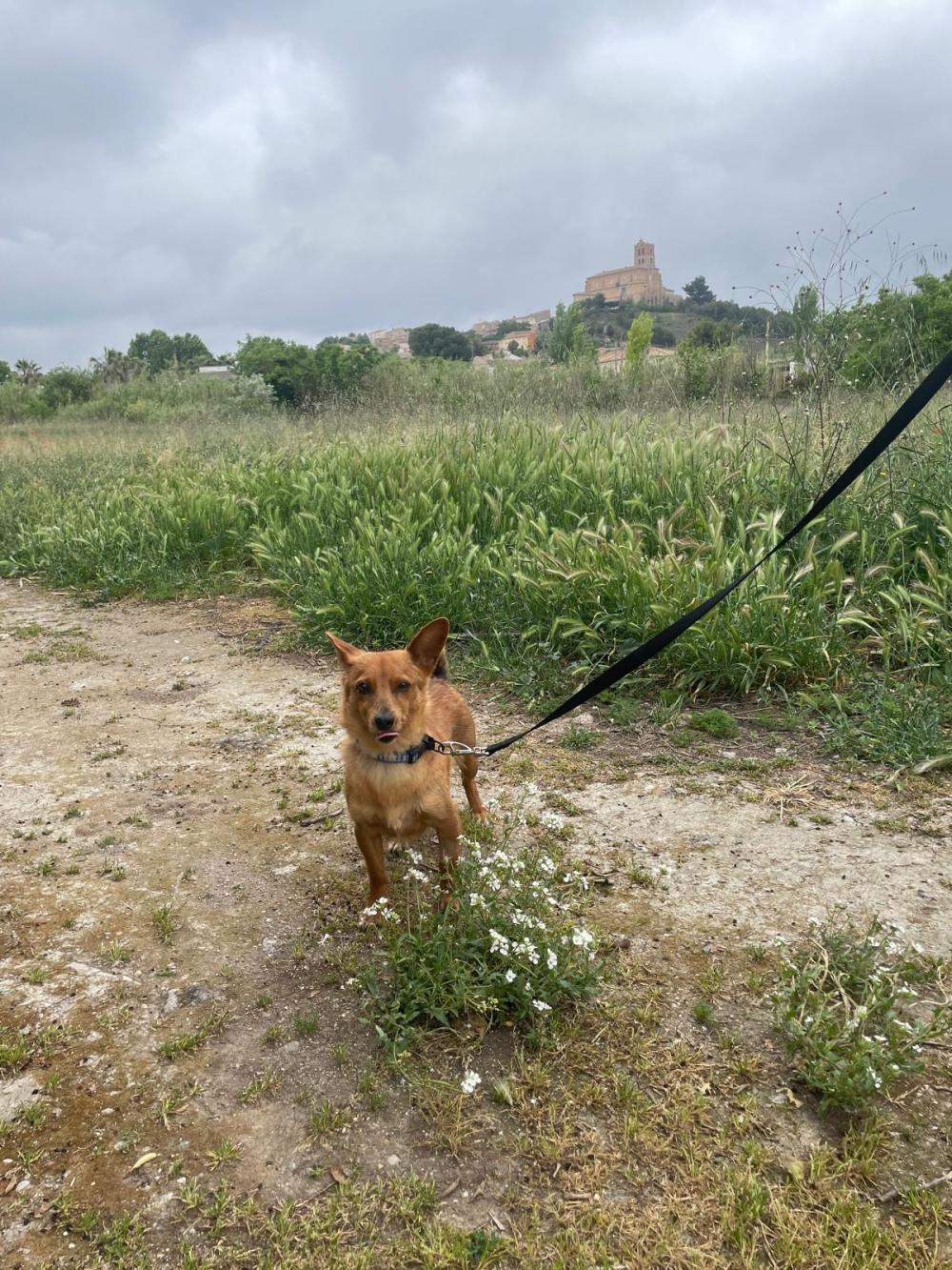 Perro perdido MESTIZO - DESCONOZCO LA RAZA en Magallón (Zaragoza)