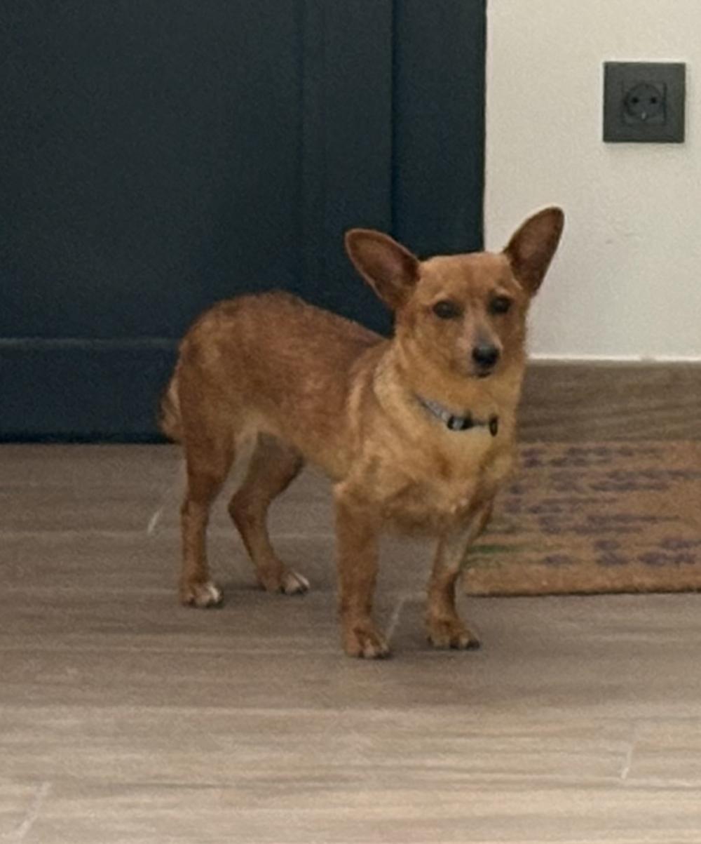 Perro perdido MESTIZO - DESCONOZCO LA RAZA en Magallón (Zaragoza)