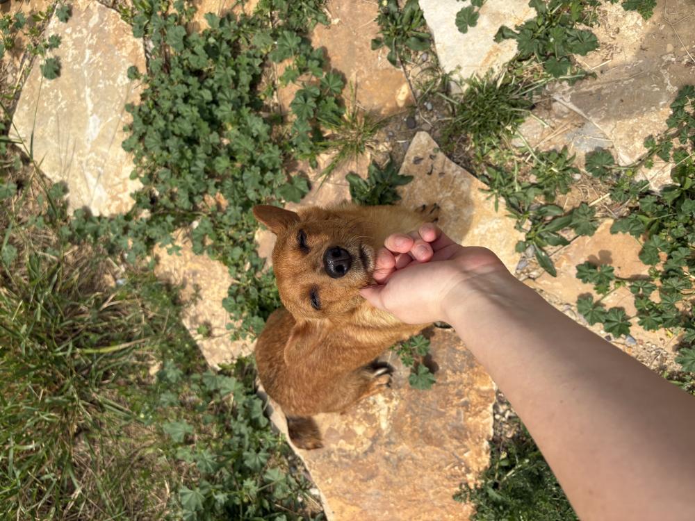 Perro perdido MESTIZO - DESCONOZCO LA RAZA en Magallón (Zaragoza)