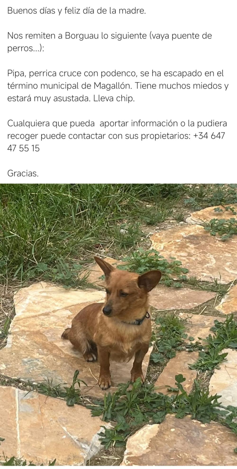 Perro perdido MESTIZO - DESCONOZCO LA RAZA en Magallón (Zaragoza)