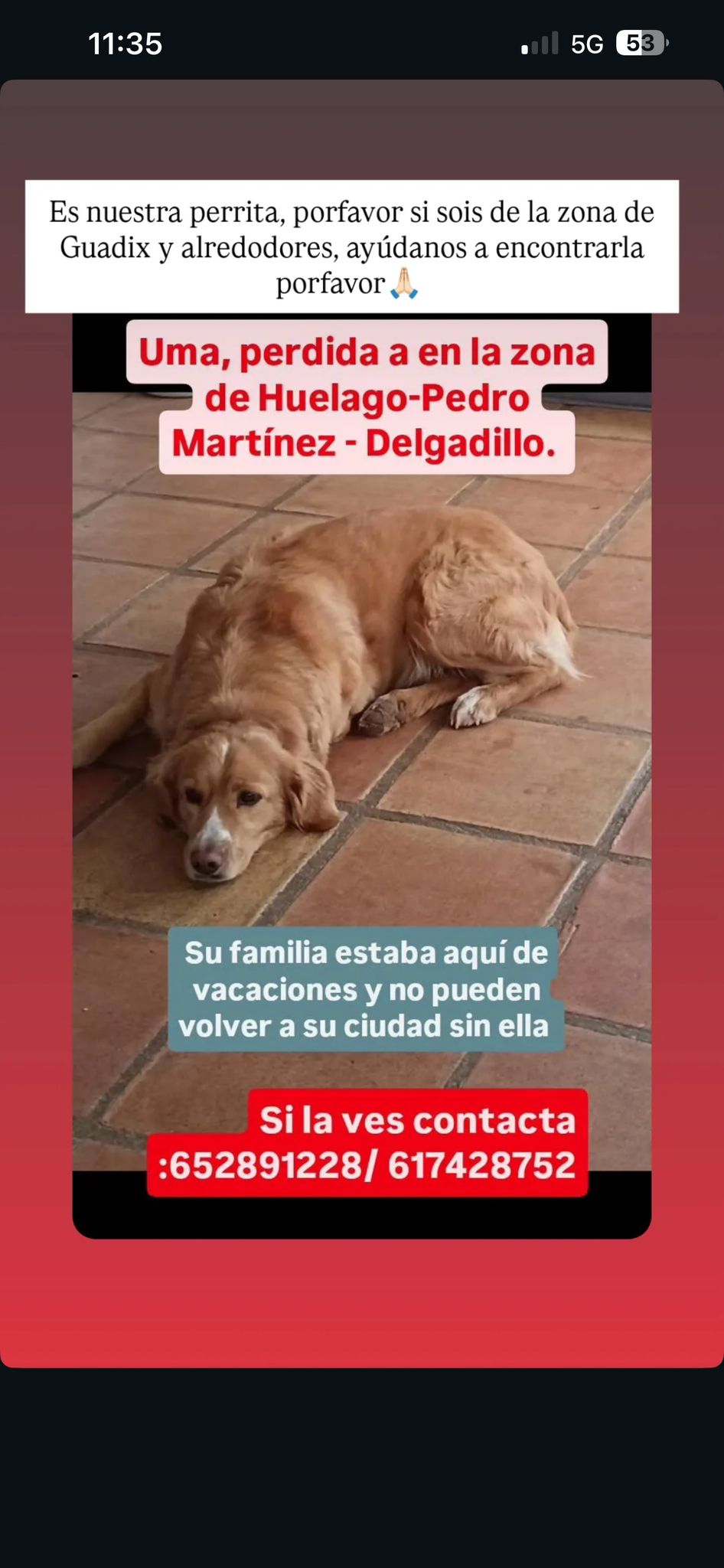 Perro perdido MESTIZO - DESCONOZCO LA RAZA en Zona Huelamo (Granada)