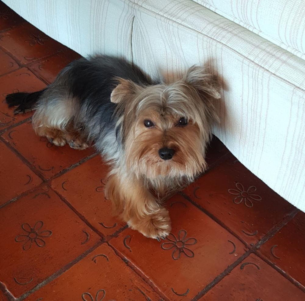 Perro perdido YORKSHIRE TERRIER en Javea (Alicante)
