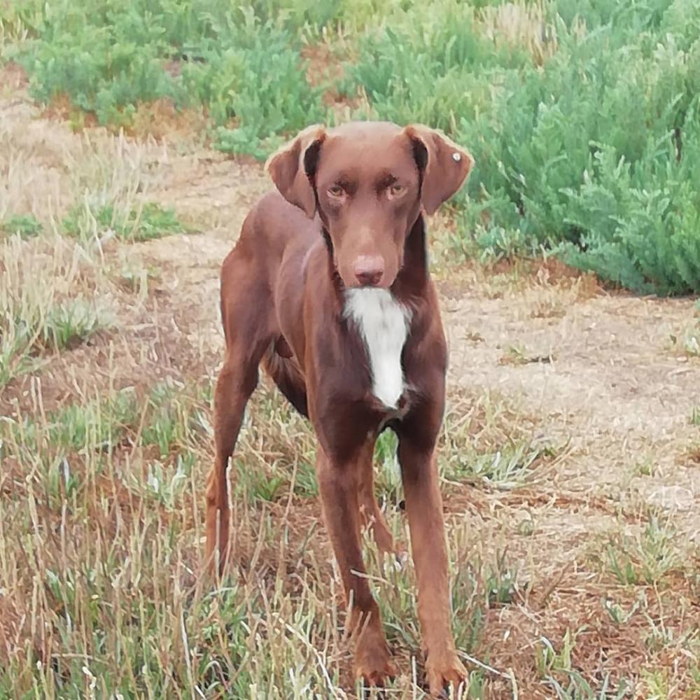 Perro encontrado BRACO ALEMÁN DE PELO CORTO en Almenara (Castellón)
