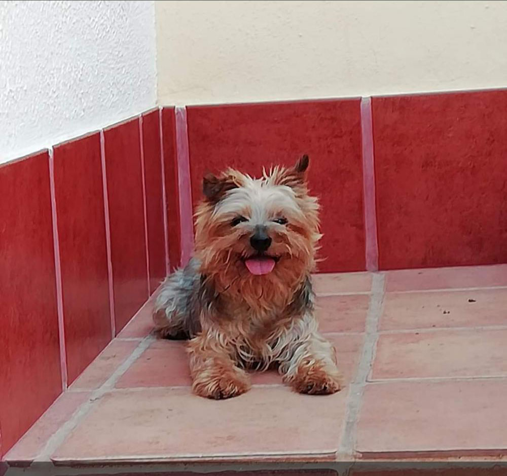 Perro perdido YORKSHIRE TERRIER en Escoznar (Granada)