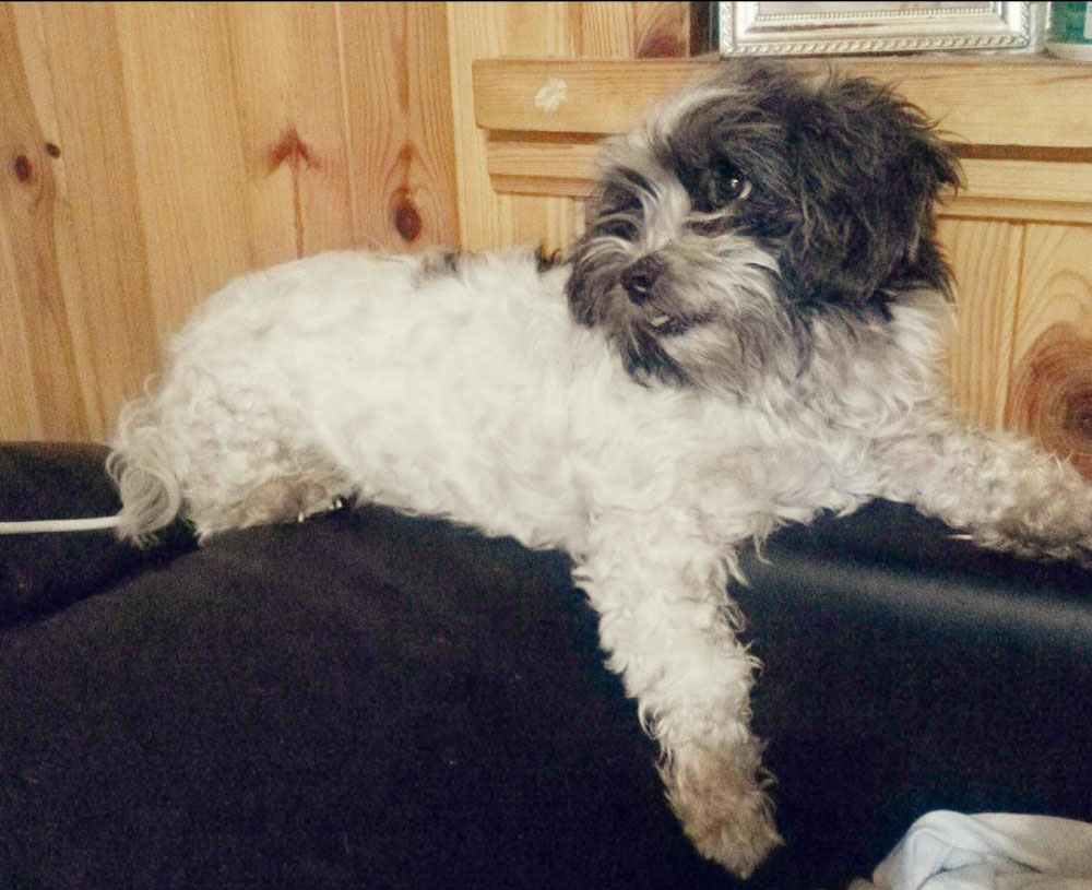 Perro perdido SHIH TZU en Betera (Valencia)