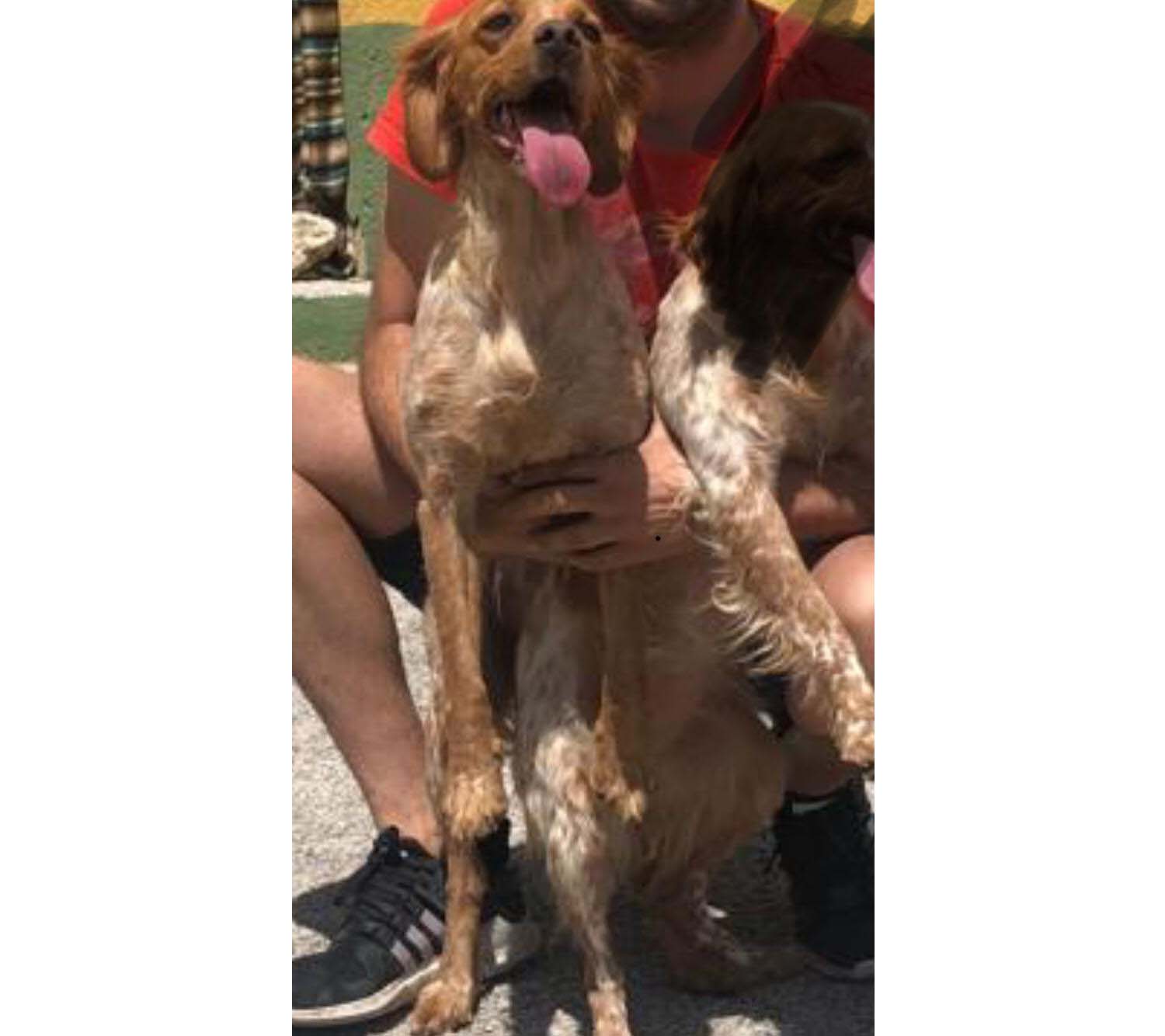 Perro perdido SPANIEL BRETÓN en MONTALBO (Cuenca)