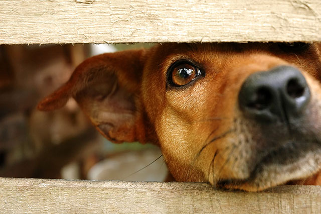 Anuncios de perros encontrados en España